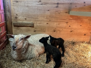 photo Dinky's babies