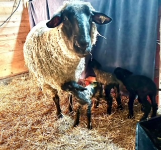 photo Muffin's babies