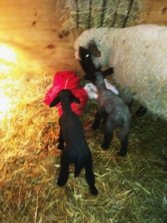 photo Buttons' babies