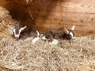 photo Ashlynn's babies