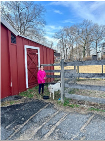 photo goat Blue Snow and Handler