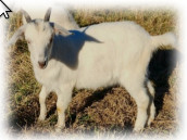 photo goat Blue Snow