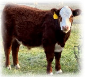 photo steer Dale and Handler