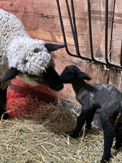 photo Piper's babies