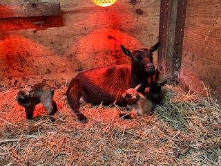 Bacardi Blue's babies