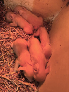 photo Stella's babies