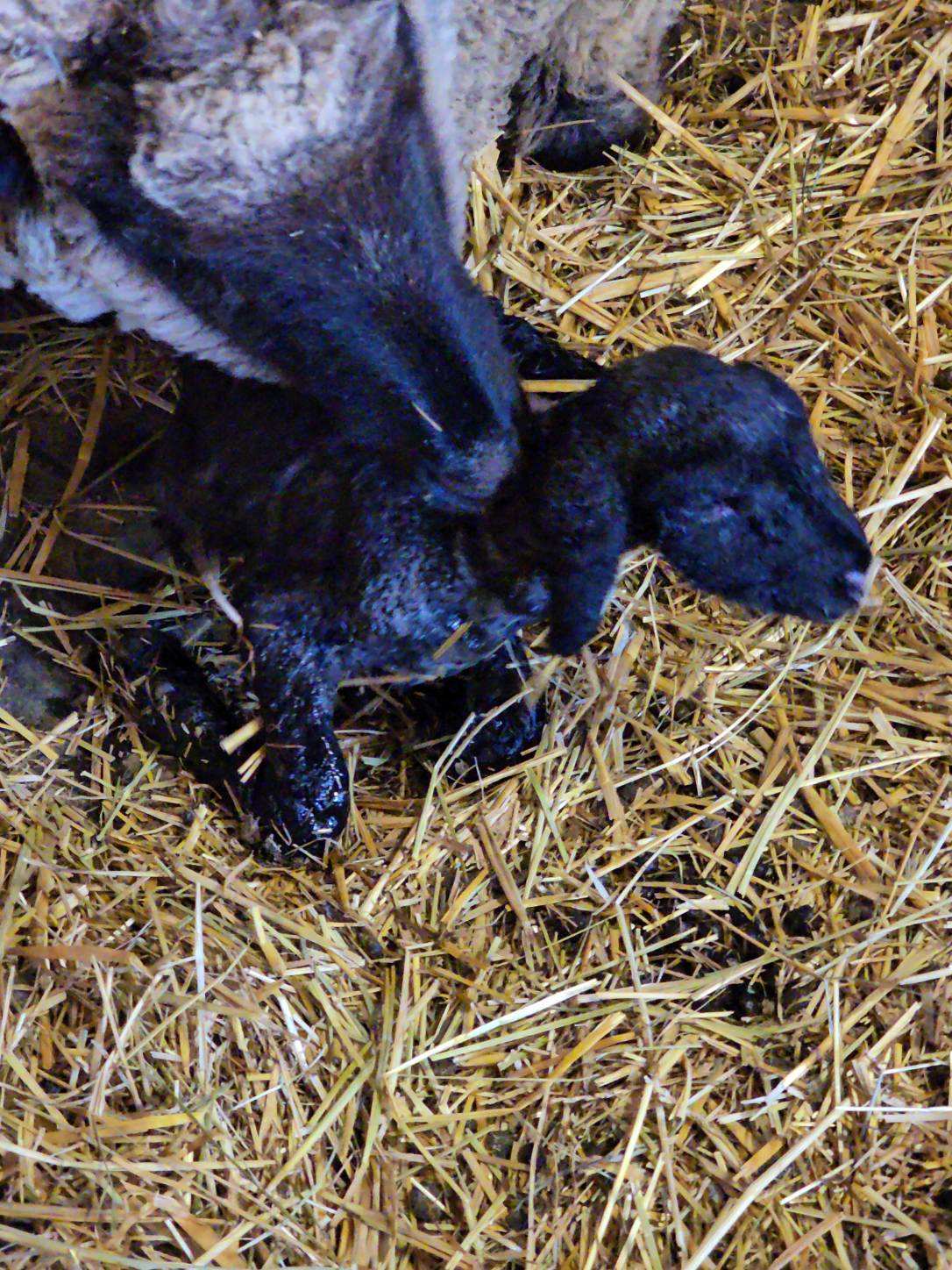 photo Blossom's babies