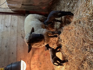 photo Sweater's babies