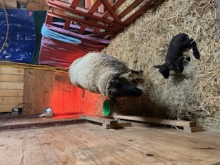 photo Muffin and her baby