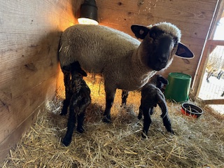 photo Fiona's babies