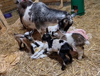 photo Dolly's babies