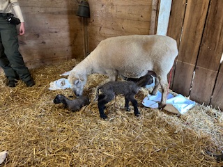 photo Dinky's babies