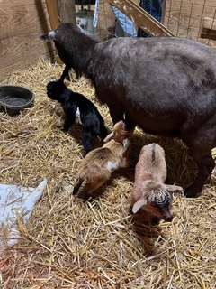 photo Bacardi's babies