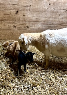 photo Malibu's babies