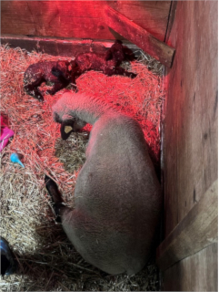 photo Fiona's babies