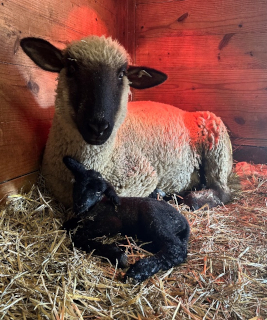 photo Sweater's babies