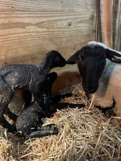 photo Laverne's babies