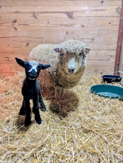 photo HoneyLamb's baby