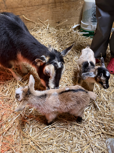 photo Astrid's babies