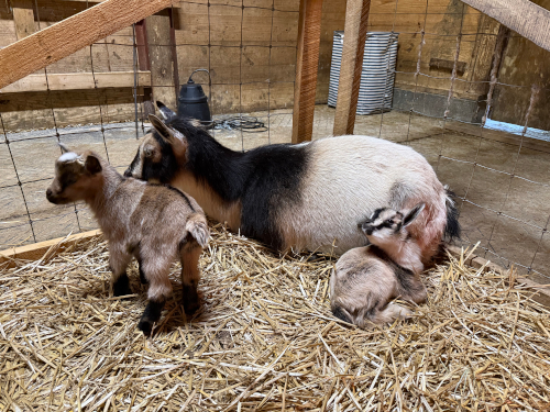 photo Astrid's babies