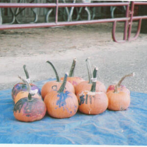 photo Painted pumpkins left behind at the Fall Harvest Festival - Taken on October 8, 2010 by Pam Biddlecomb