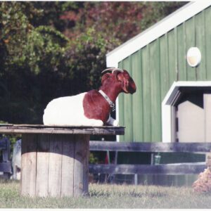 photo Goat in area next to park Comfort Station - Taken on October 9, 2010 by Sharon Schoenhaar