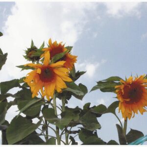 photo Afternoon sunflowers growing in the Community Gardens - Taken on October 21, 2010 by Sharon Schoenhaar