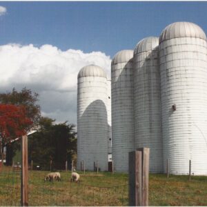 photo Afternoon sun shines on the silos and warms the sheep - Taken on October 21, 2010 by Sharon Schoenhaar