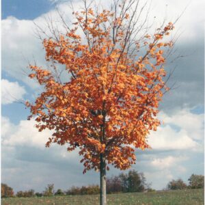 photo The picnic area by the Community Gardens - Taken on October 21, 2010 by Sharon Schoenhaar