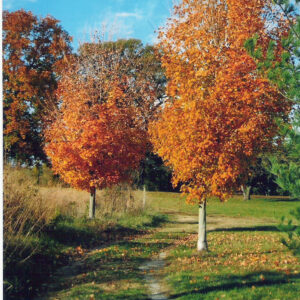 photo Fall leaves along trail from the Athletic Complex - Taken on November 7, 2010 by Debbie Young