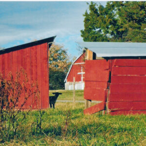 photo Sheep peeking around corner near red sheds - Taken on November 7, 2010 by Debbie Young