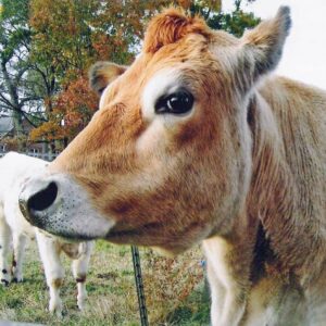 photo Cow near fence - Taken on November 7, 2010 by Debbie Young