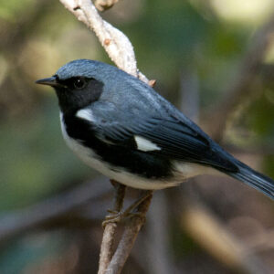 photo Black Throated Blue Warbler -  by Wendy Crowe