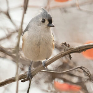 photo Titmouse -  by Wendy Crowe