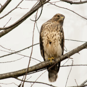 photo Hawk -  by Wendy Crowe