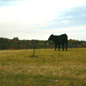 photo Cow Pasture -  by Rebecca Dennet