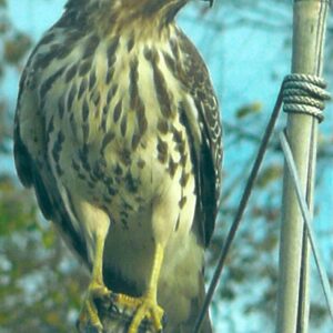 photo Hawk in Garden -  by Mary Clawson
