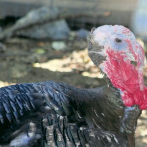 photo Turkey -  by Karen Schoenhaar