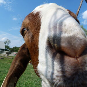 photo Goat -  by Melinda Myers