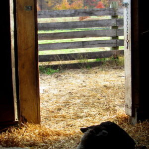 photo Sheep in Stall -  by Maddy Beyer