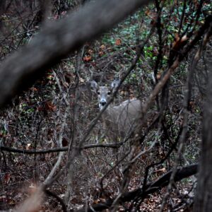 photo Deer -  by Martin McCann