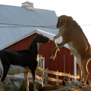 photo Playful Goats -  by Michael P. Martinez