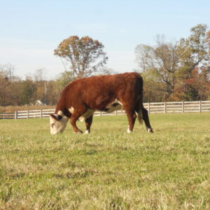 photo Grazing -  by Lydia Powell