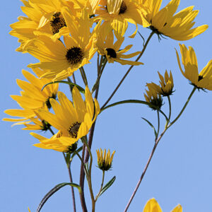 photo Last Hurrah -  by Wendy Crowe