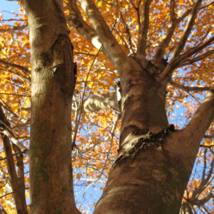 photo Welcoming Fall -  by Melissa Drouin