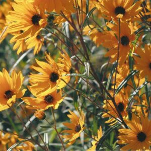 photo Fall Flowers -  by Karen Schoenhaar