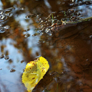 photo Fallen Leaf -  by Cecilia Surodjawan