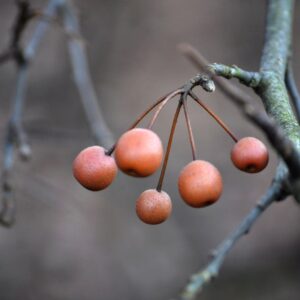 photo Berries -  by Martin McCann