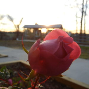 photo Rose at Sunset -  by Michael P. Martinez