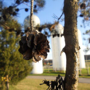 photo Pinecones -  by Lydia Powell